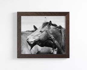 Western Horses