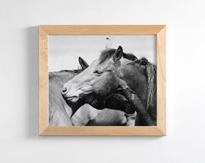 Western Horses