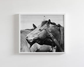 Western Horses