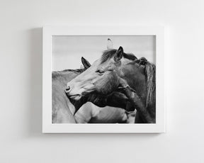 Western Horses