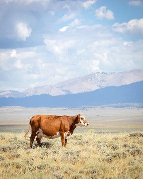 Wyoming Cow