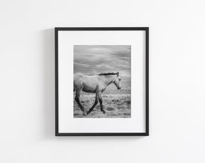 Young Buckskin Run