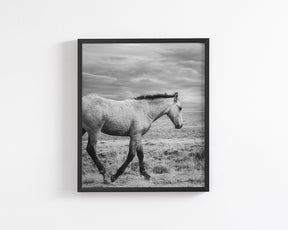 Young Buckskin Run