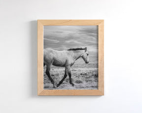 Young Buckskin Run