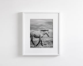 Young Buckskin Run