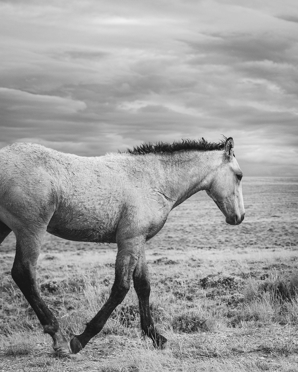 Young Buckskin Run