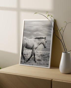 Young Buckskin Run
