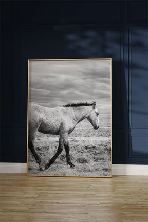 Young Buckskin Run