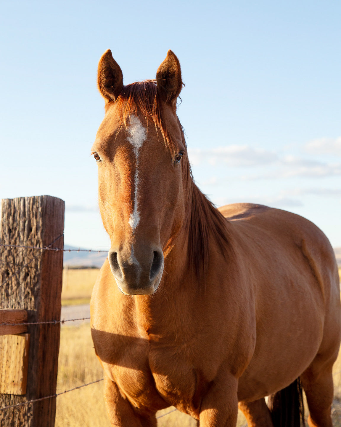 Visiting Horse