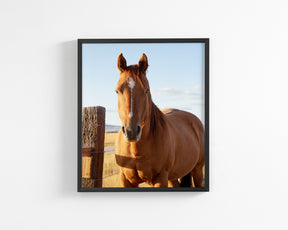 Visiting Horse