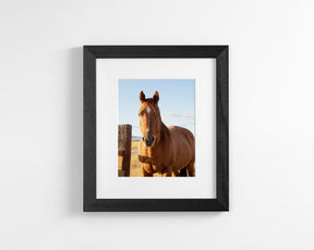 Visiting Horse
