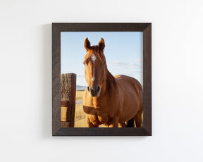 Visiting Horse