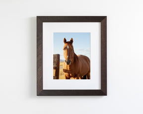 Visiting Horse