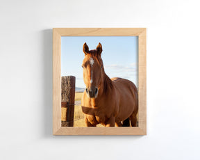 Visiting Horse
