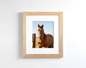 Visiting Horse