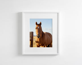 Visiting Horse