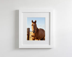 Visiting Horse