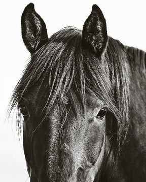 Black Horse Photograph