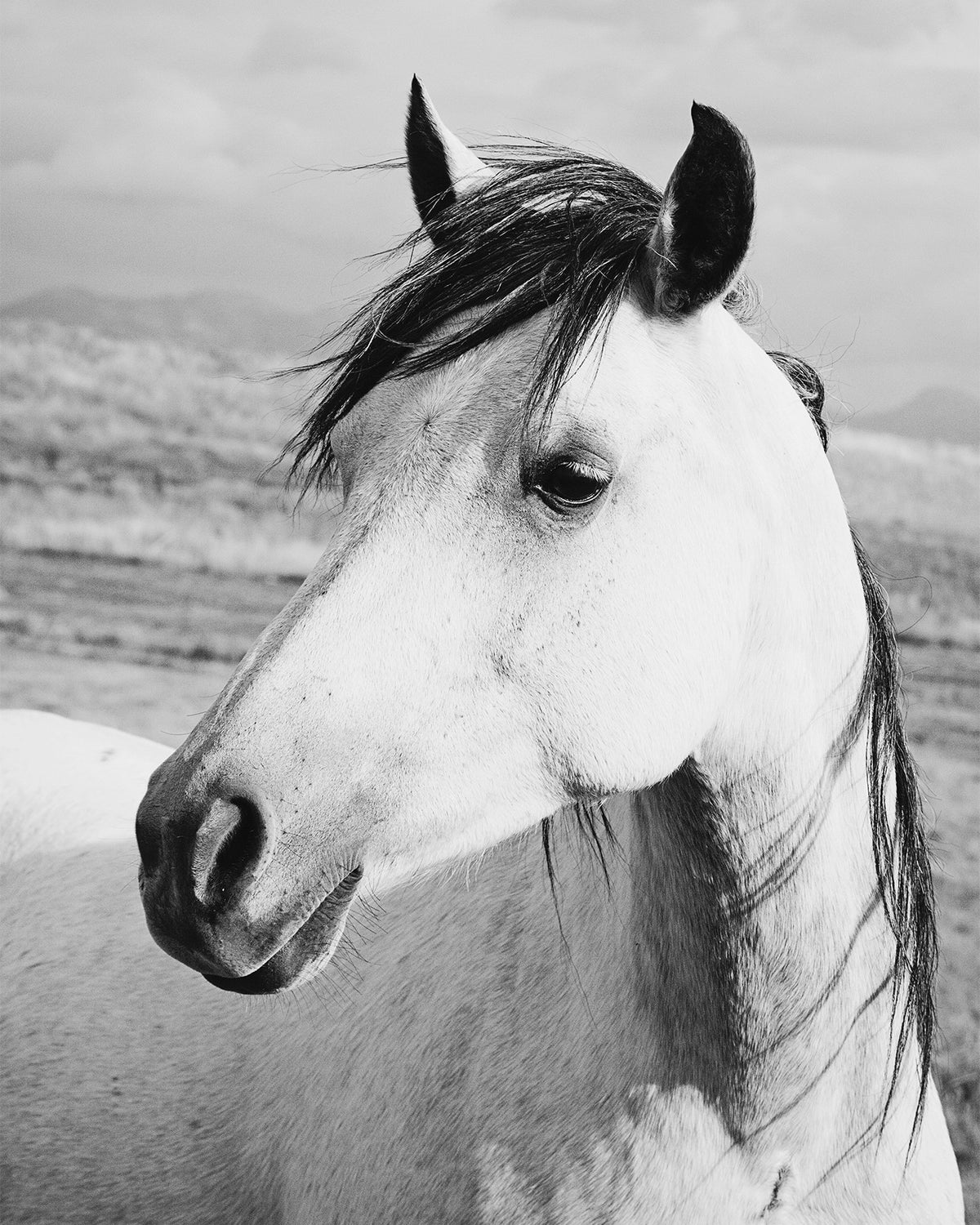 Rustic Horse