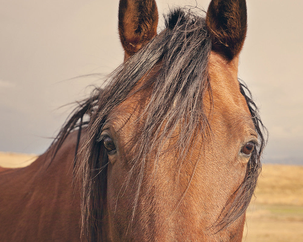 Golden Plains, Horse Close Up