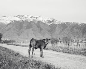 Country Calf Photograph in Black and White