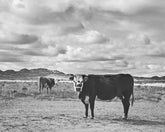 Desert Cattle Photograph in Black and White