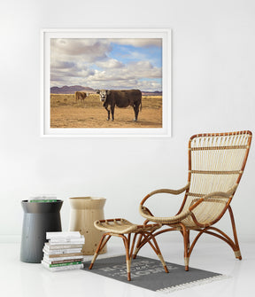 Desert Cattle in Color