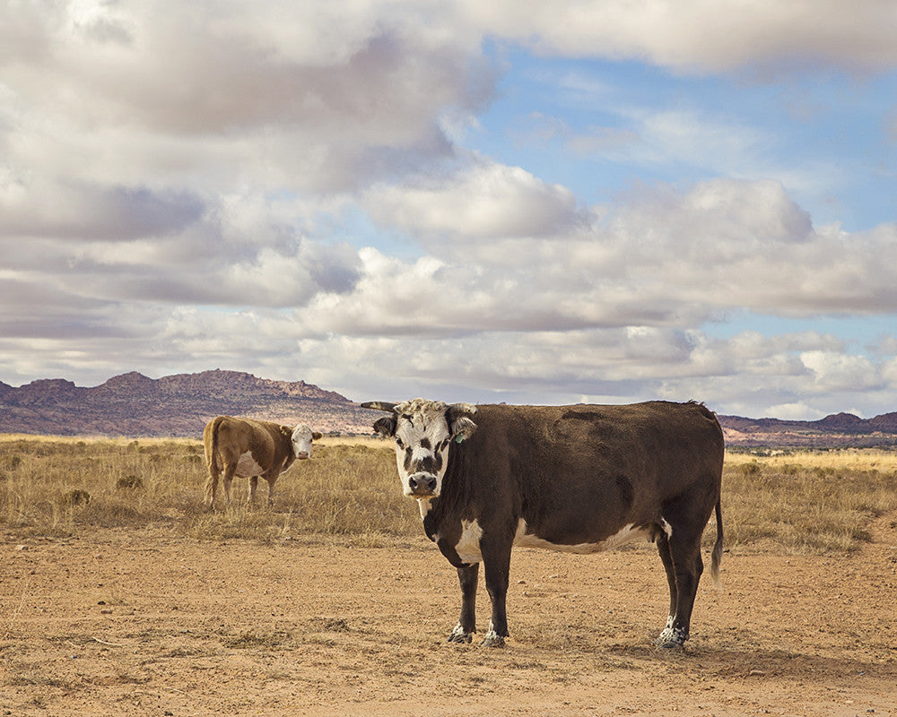 Desert Cattle in Color