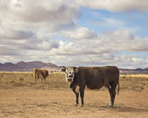 Desert Cattle in Color