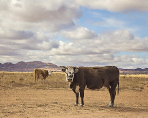 Desert Cattle in Color