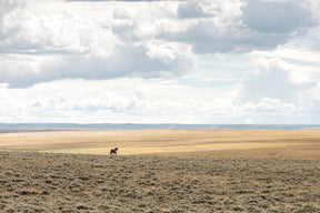 Copy of Expanse, Color