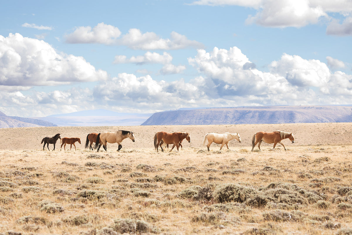 Wyoming Heartland