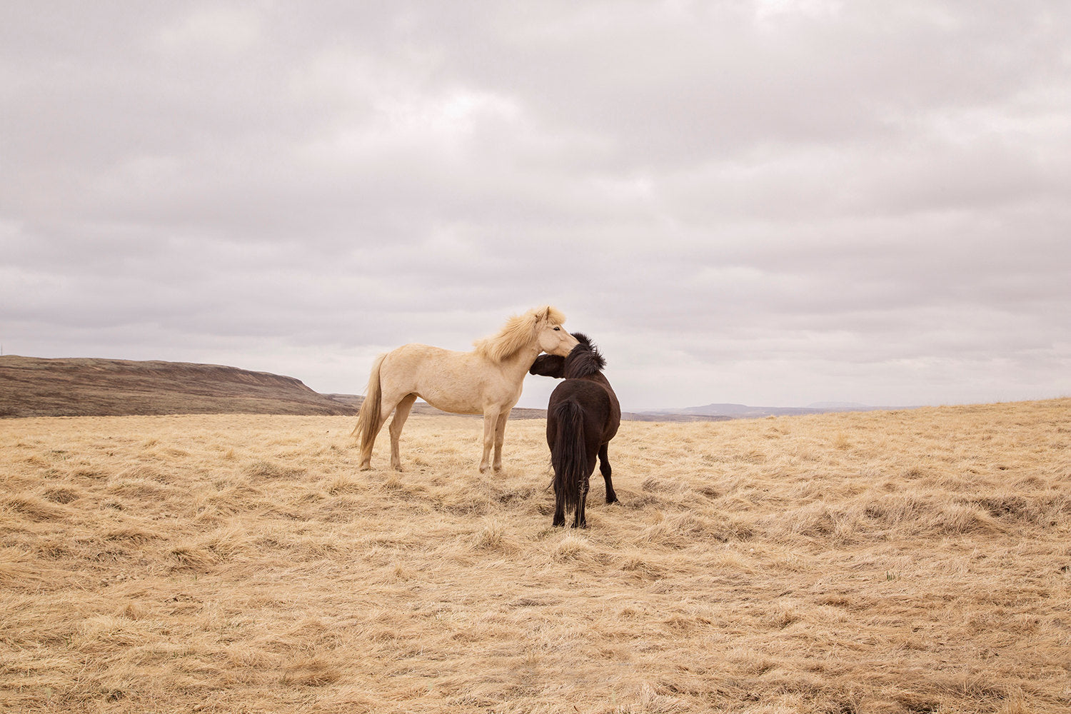Icelandic Horses, Color Landscape