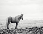 Solitary Icelandic Horse