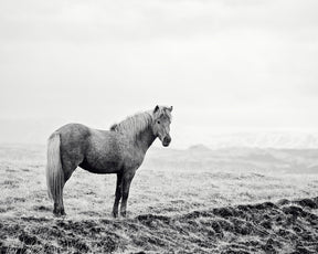 Solitary Icelandic Horse