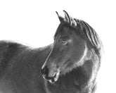 Dark Horse