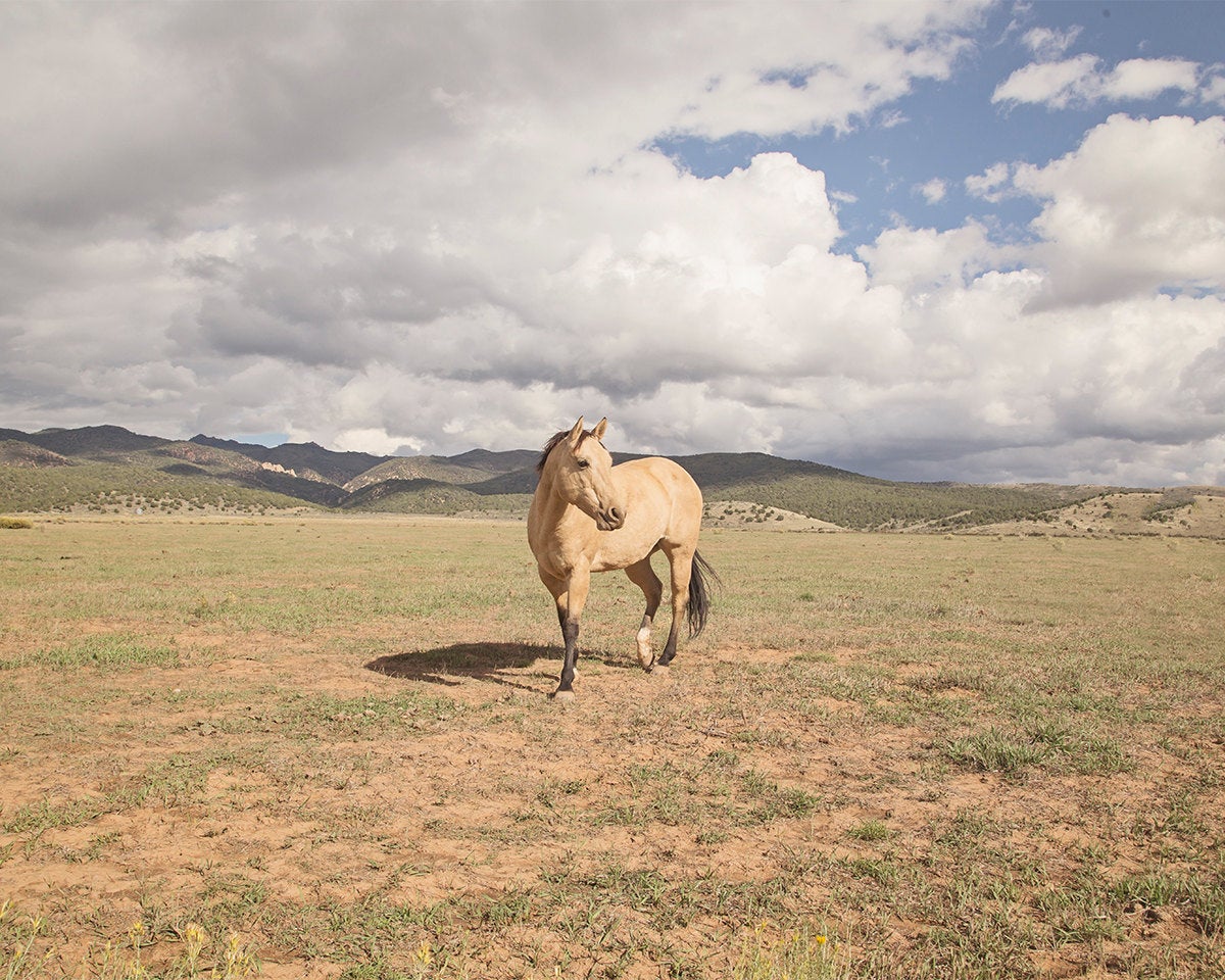 Buckskin Horse Photograph in Color