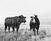 Chatty Cows