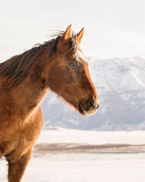 Rustic Mountain Horse in Winter