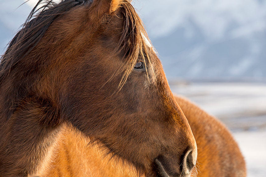 Western Art Horse Photograph