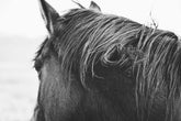 Tangled Mane