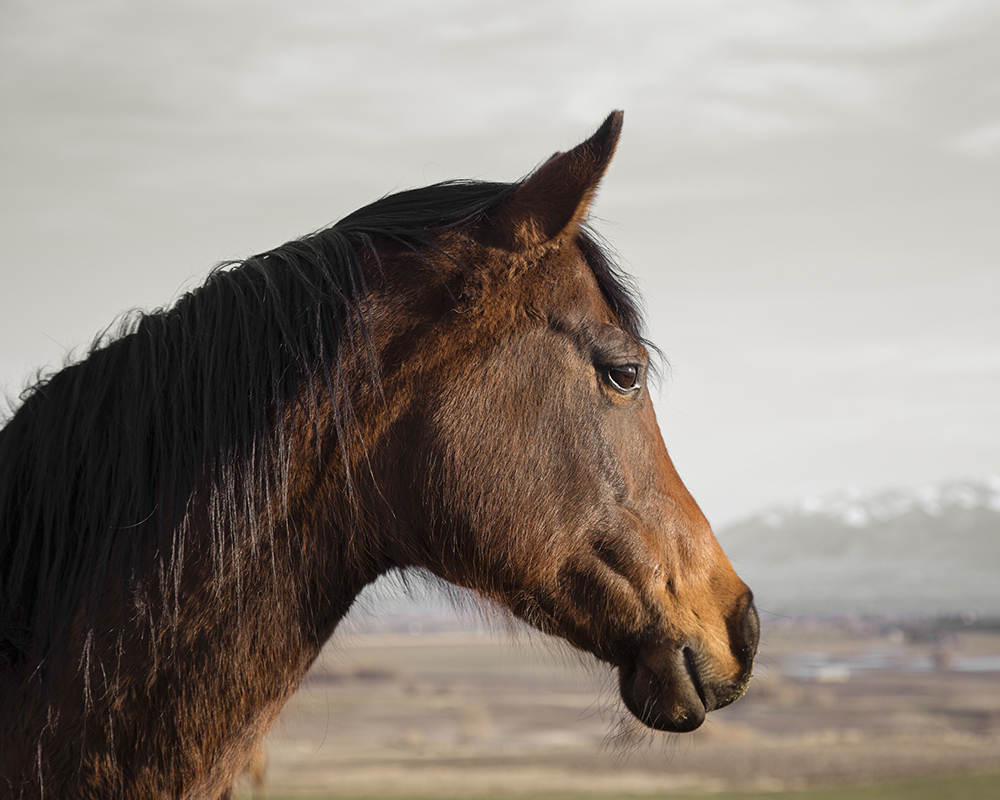 Sunrise Horse