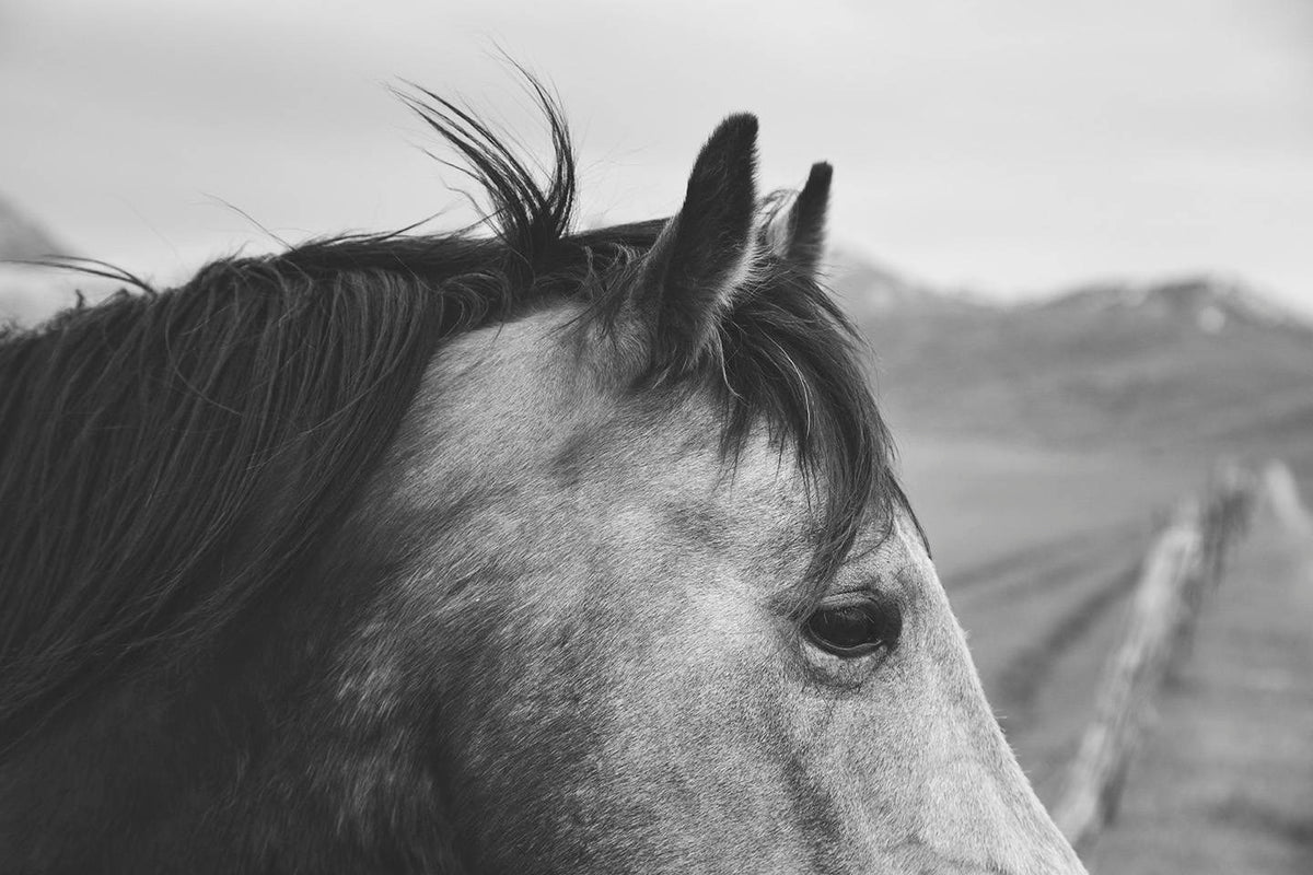 Rainy Day Horse Photograph