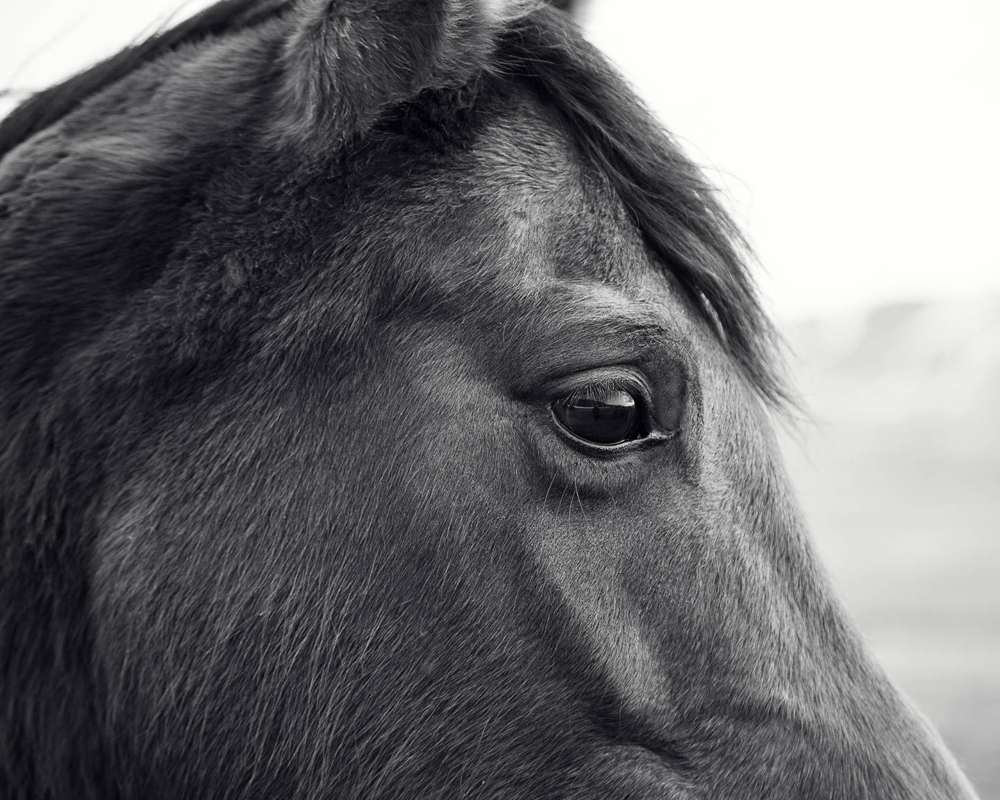 Horse Eye Profile