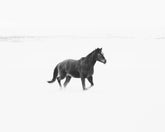 Winter Snow Horse