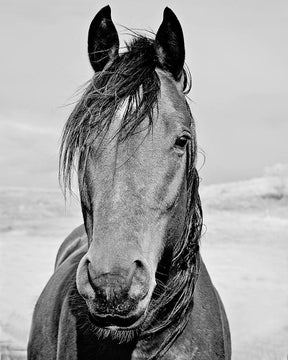 Desert Horse Portrait in Black and White