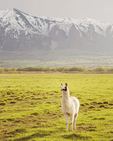 Mountain Llama