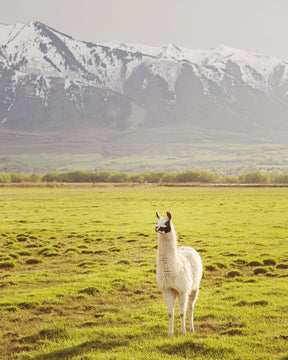 Mountain Llama