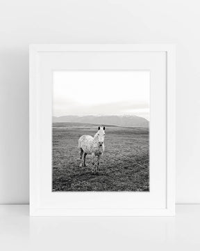 Appaloosa Pasture Horse