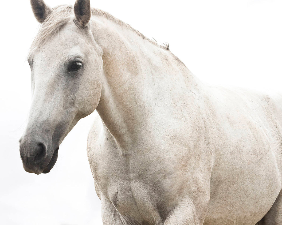 White Horse Photo